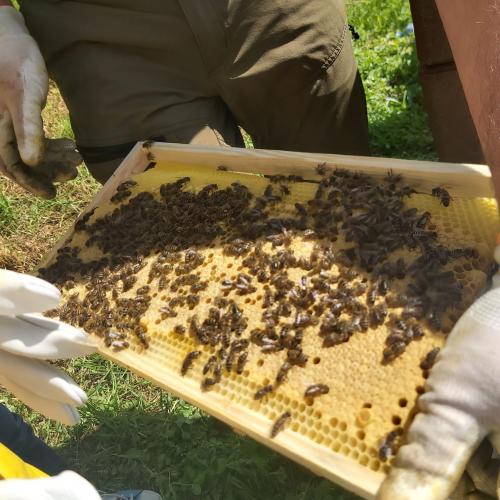 Besuch bei den Biene