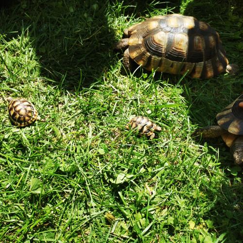 Besuch bei den Bienen - Schildkröten im Garten der Familie