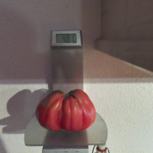 Wettbewerb: Wer hat die schwerste Tomate 